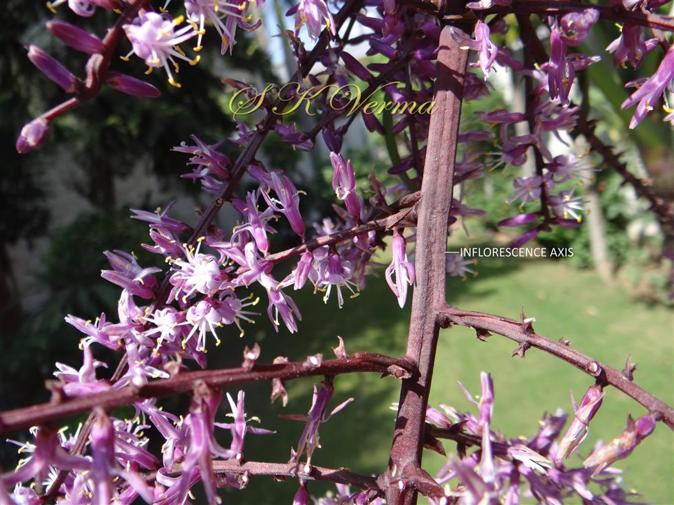  Inflorescence- a part
